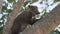 South American coati, Nasua nasua, in the Pantanal, Brazil