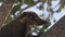 South American coati, Nasua nasua, in the Pantanal, Brazil