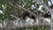 South American coati, Nasua nasua, in the Pantanal, Brazil