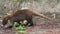 South American coati (Nasua nasua) on the road