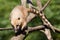 South American coati (Nasua nasua) walking