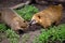 South American Coati Nasua, wild animals looking like raccoon