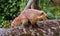 South American coati or ring-tailed coati