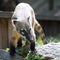 South American coati, or ring-tailed coati