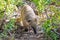 South American coati, or ring-tailed coati also known as Nasua nasua