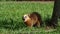 South American Coati, Ring-tailed Coati, Nasua nasua at Iguazu Falls, Foz do Iguacu, Parana State, South Brazil