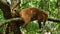 South American Coati, Ring-tailed Coati, Nasua nasua at Iguazu Falls, Foz do Iguacu, Parana State, South Brazil