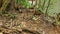 South American Coati, Ring-tailed Coati, Nasua nasua at Iguazu Falls, Foz do Iguacu, Parana State, South Brazil