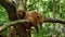 South American Coati, Ring-tailed Coati, Nasua nasua at Iguazu Falls, Foz do Iguacu, Parana State, South Brazil