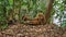 South American Coati, Ring-tailed Coati, Nasua nasua at Iguazu Falls, Foz do Iguacu, Parana State, South Brazil