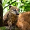 South American Coati, Ring-tailed Coati, Nasua nasua at Iguazu Falls, Puerto Iguazu, Argentina