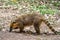 South American Coati, Ring-tailed Coati, Nasua nasua at Iguazu Falls, Puerto Iguazu, Argentina