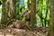 South American Coati, Ring-tailed Coati, Nasua nasua at Iguazu Falls, Puerto Iguazu, Argentina