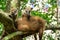 South American Coati, Ring-tailed Coati, Nasua nasua at Iguazu Falls, Puerto Iguazu, Argentina