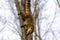 South American coati on a tree