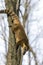 South American coati on a tree