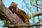 South American Coati in tree