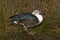 South American comb duck, Sarkidiornis melanotos carunculatus
