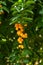 South American Duranta erecta flower\'s yellow ripe fruits