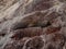 South American fur seal Arctocephalus australis sea lion marine wildlife mammal at Islas Ballestas Islands Paracas Peru