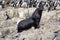 South American fur seal at the front of an imperial shag colony near Ushuaia, Argentina