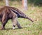 South American Giant anteater walking right