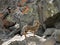 South American gray fox in the Andes Mountain