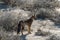 South American gray fox,  Lycalopex griseus, Patagonian fox or chilla in Patagonia, Argentina