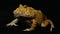 South American horned frogs or Pac man frog albino isolated on black background