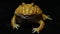 South American horned frogs or Pac man frog albino isolated on black background