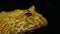 South American horned frogs or Pac man frog albino isolated on black background