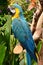 South American Macaw portrait