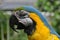 South American Macaw portrait