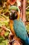 South American Macaw portrait