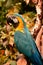 South American Macaw portrait