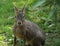 South American Mara.