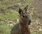 South American Mara.