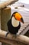 South american mlticolored toco toucan adult bird