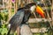 South american mlticolored toco toucan adult bird