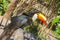 South american mlticolored toco toucan adult bird