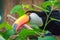South american mlticolored toco toucan adult bird