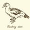 South American Muscovy duck, sketch in pop art style