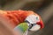 South American Parrots at Zoo