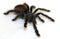 South American Pink Toe Tarantula