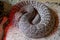 South American rattlesnake - Crotalus durissus, poisonous, white