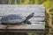 South American river turtle, Podocnemis expansa, amazon turtle species, water reptile, tropical, brazilian species