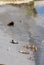 South American Sea Lion - Ballestas Island