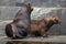 South American sea lion (Otaria flavescens).