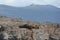 South American sea lion, Otaria flavescens, breeding colony and haulout on small islets just outside Ushuaia.