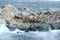 South American sea lion, Otaria flavescens, breeding colony and haulout on small islets just outside Ushuaia.